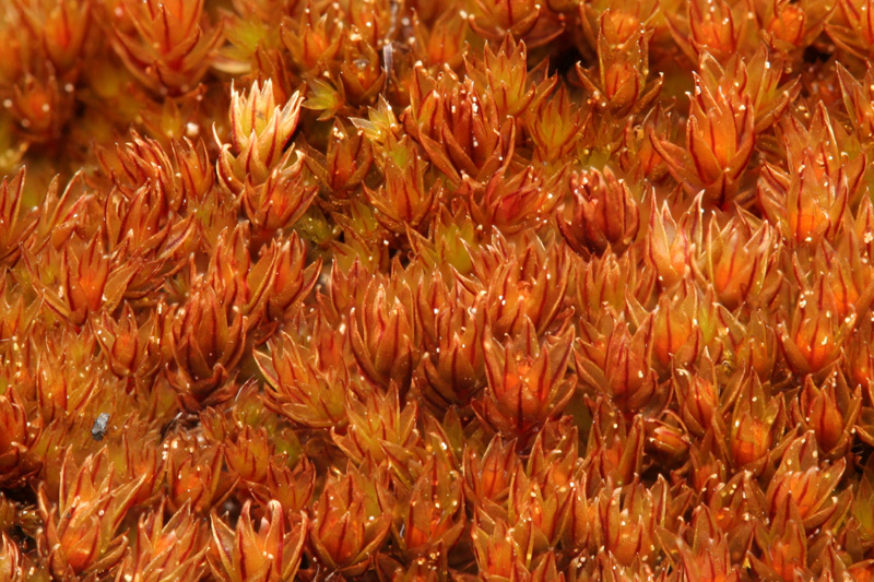 Bryum muehlenbeckii